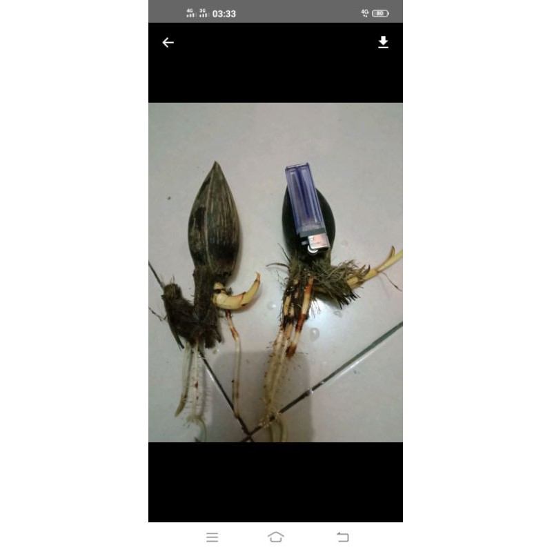 Bibit bonsai kelapa akar tunas super minion