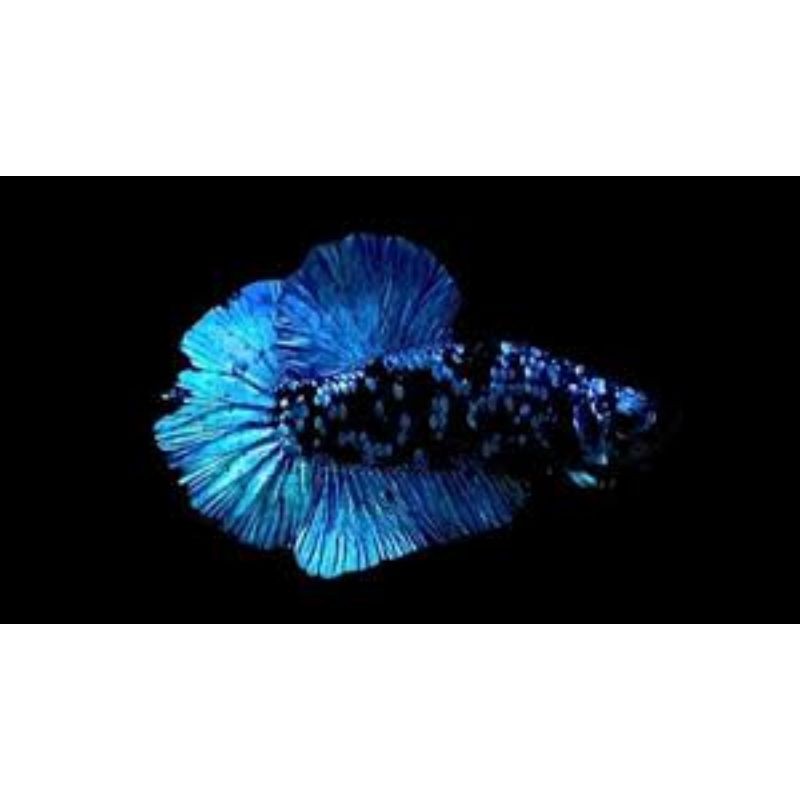 Ikan cupang jenis avatar gordon/ Male/female/satu fair/bahan avatar gordon.