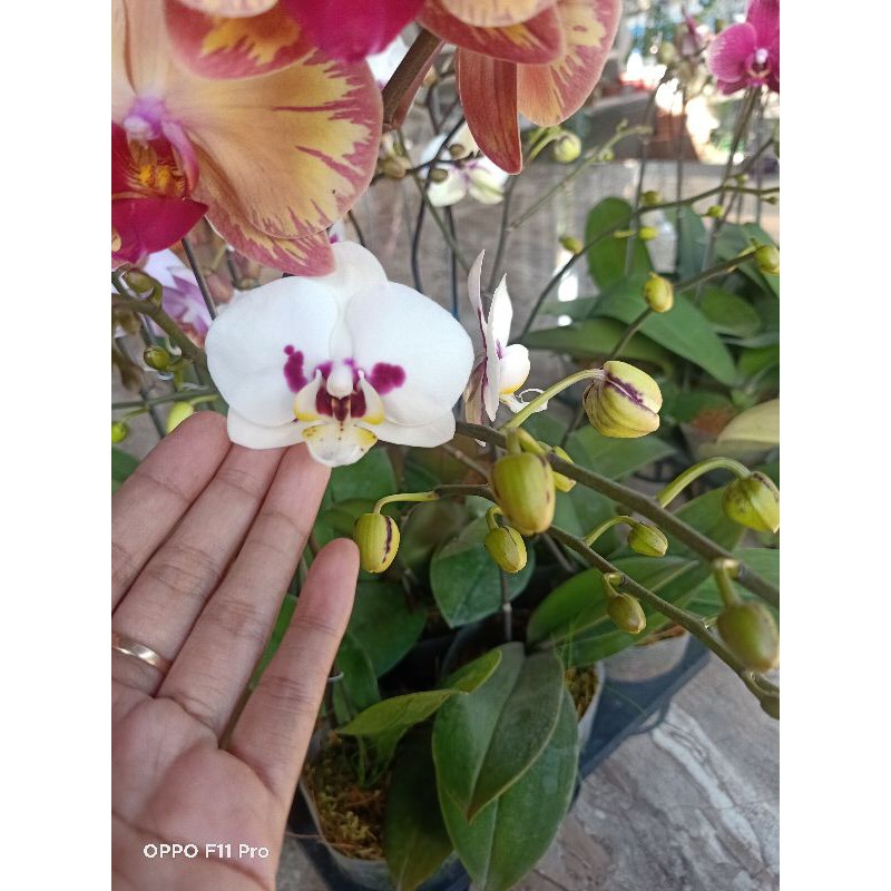 anggrek bulan putih totol