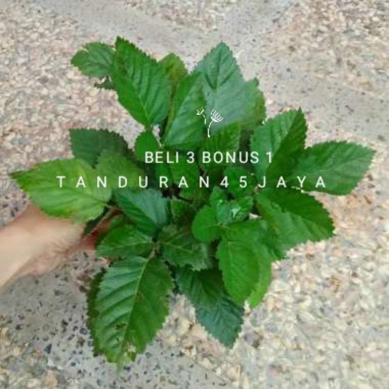 Bibit blackberry / bibit blueberry hitam / blueberry berduri