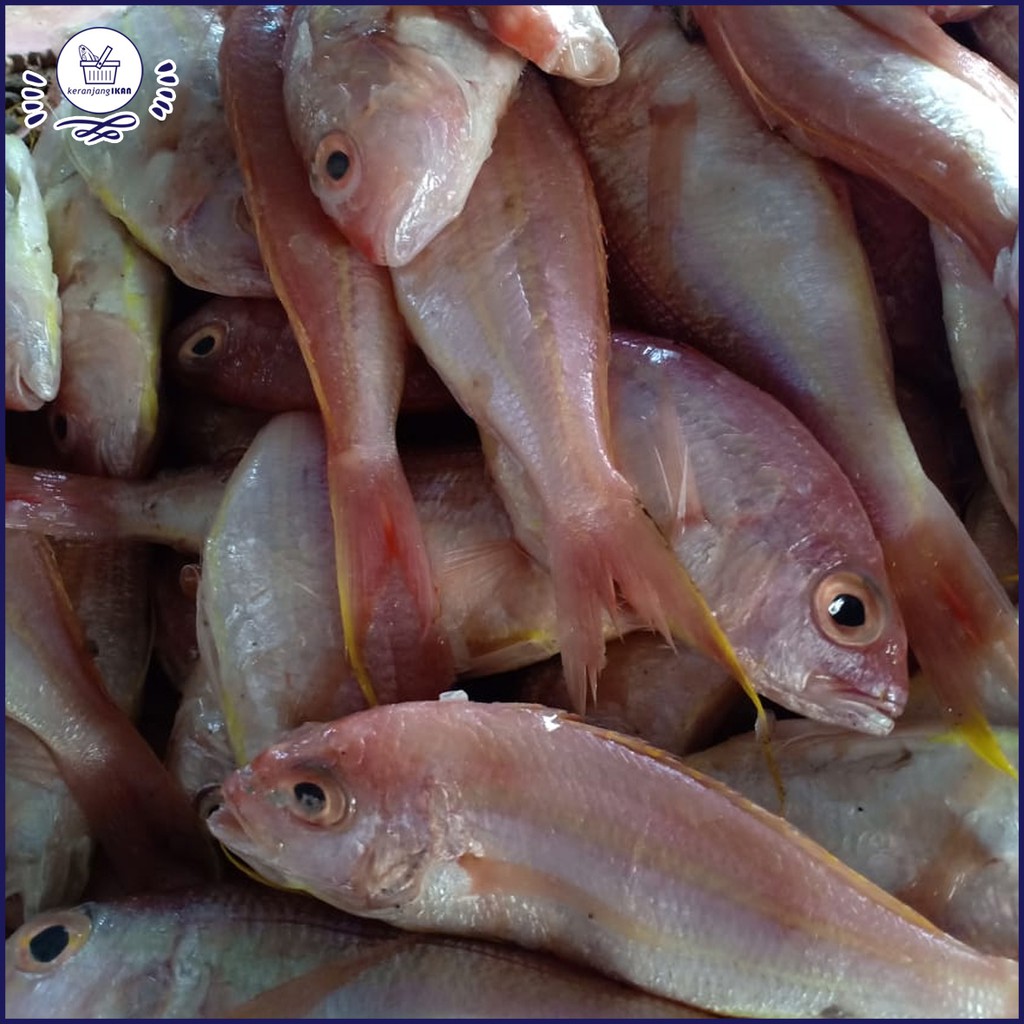 

Ikan Kurisi Segar 1kg