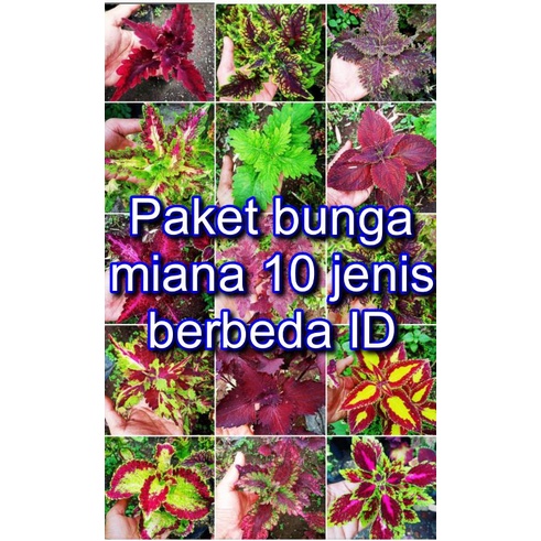 Bunga Miana premium Langka Tanaman Hias Murah Miana Langka