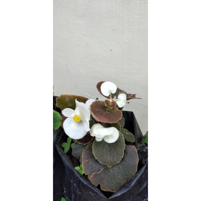 Dwarf Begonia