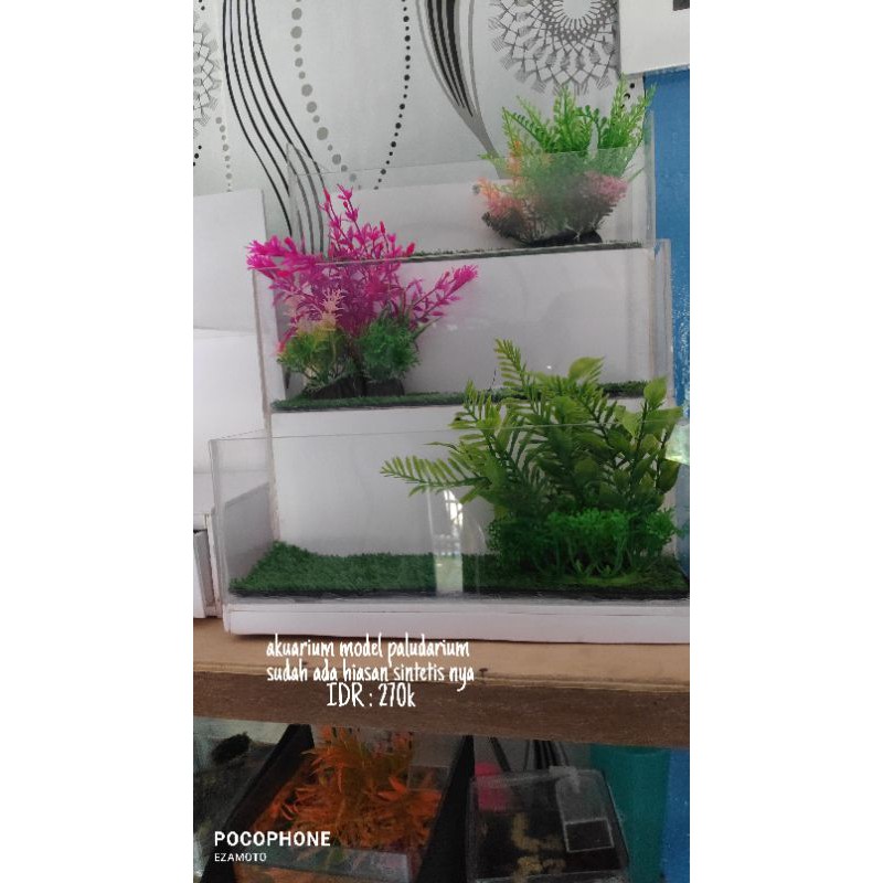 mini paludarium aquarium akuarium aquascape hias ruangan