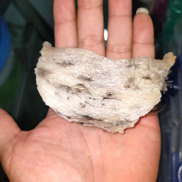 SARANG BURUNG WALET atau YENWO original kotor mangkok dan segi Bird's Nest 5gram