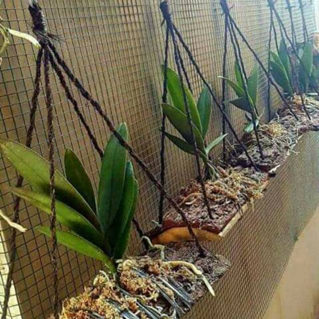 Pinus papan pinus gantung media tanam anggrek pine