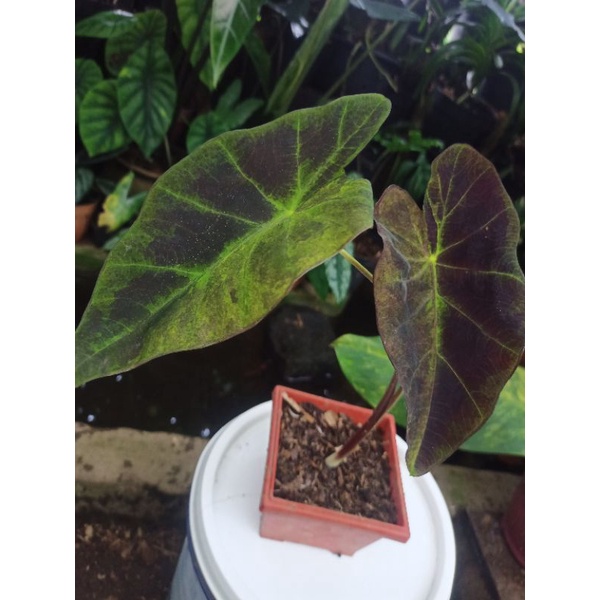 Colocasia Illustris Blue Variegata