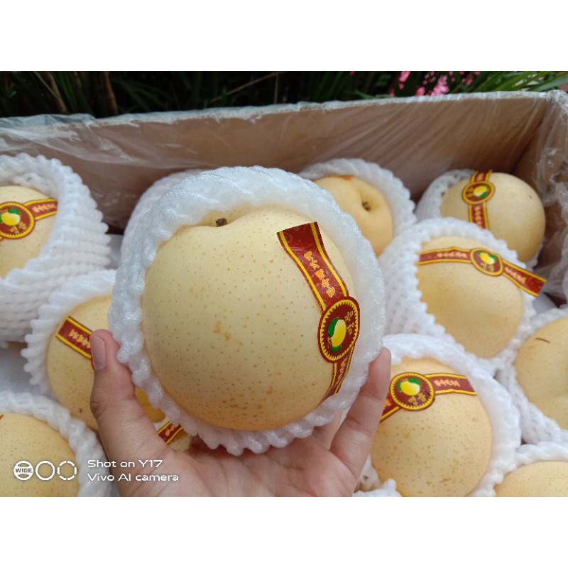 

Buah Pear Golden China fresh Import