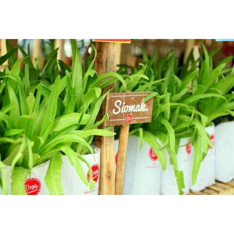 Biji Siomak-Fumak/Bibit Sayur Siomak/ Benih Siomak/ Selada Siomak