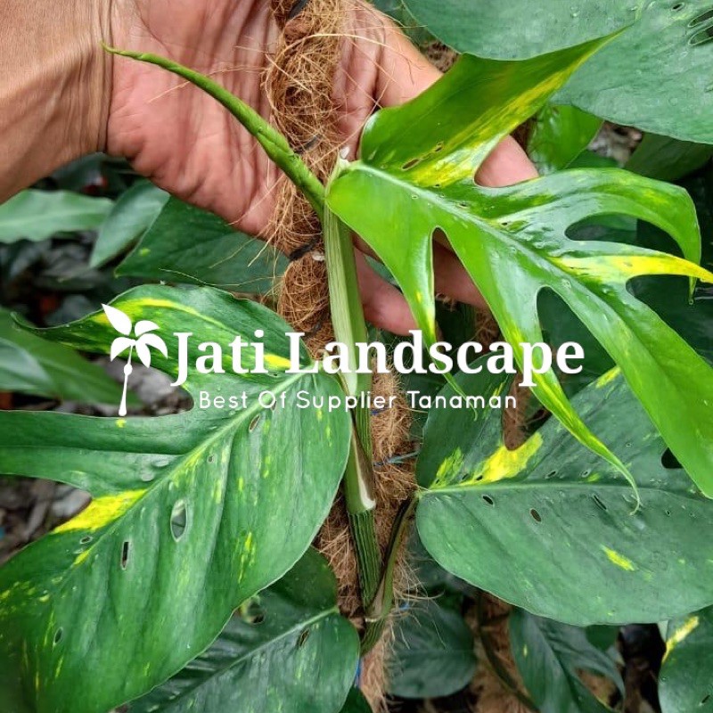 Bibit Tanaman Hias Monstera Epipremnum Golden- Monstera Epipremnum Variegata Kuning