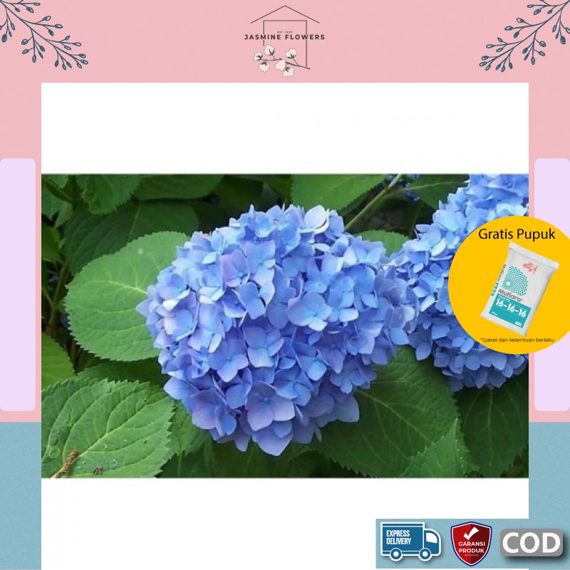 Tanaman Hias bibit bunga hidup Hortensia segar murah asli