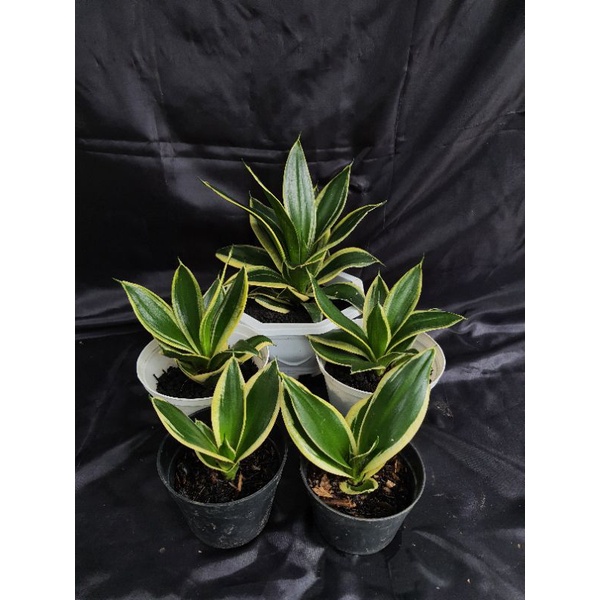 Sansivera Pagoda - Lidah Mertua Mini