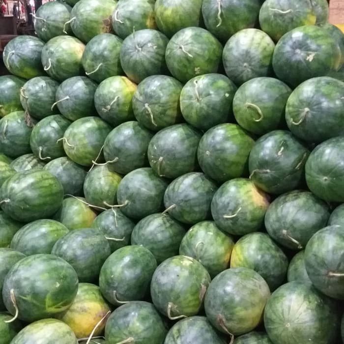 Biji Buah Semangka Merah - Bibit Tanaman Pohon Semangka Merah - Buah Semangka - COD