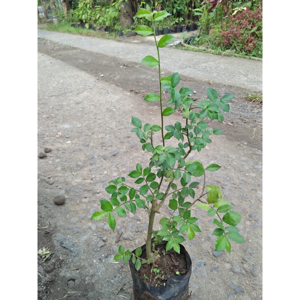 Bibit Tanaman Serut bahan awal Bonsai berkualitas