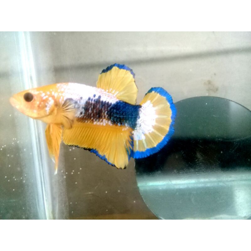 ikan cupang FCCP yellow head yellow fancy male top gread