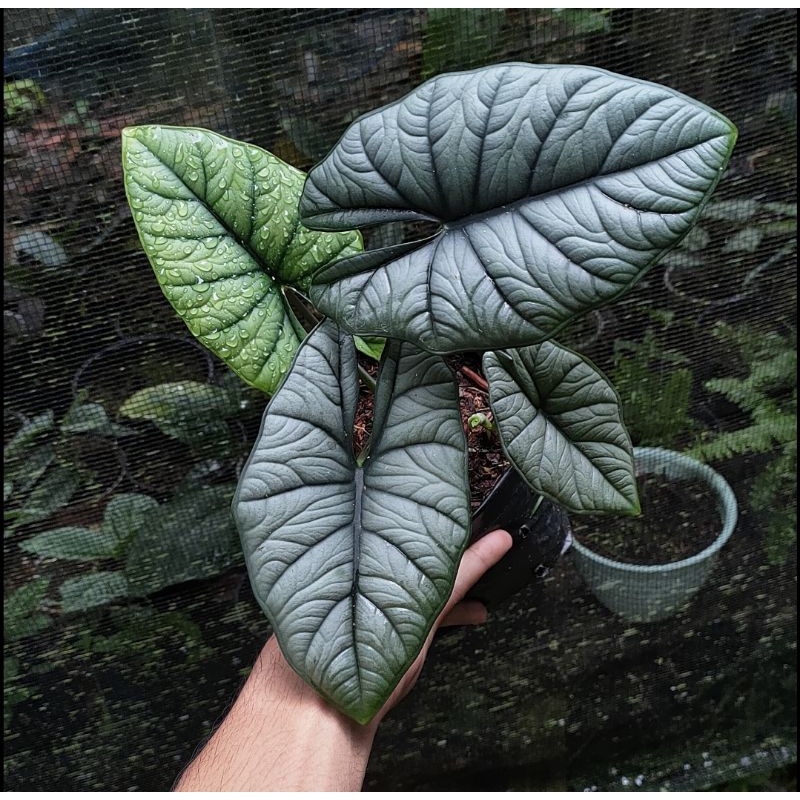 alocasia bisma, Alocasia Kalimantan
