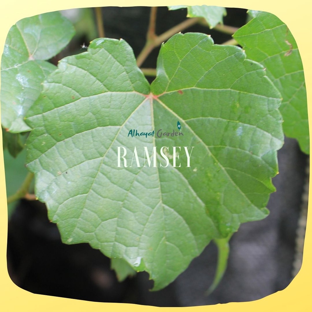 Bibit Anggur Ramsey (Rootstock)