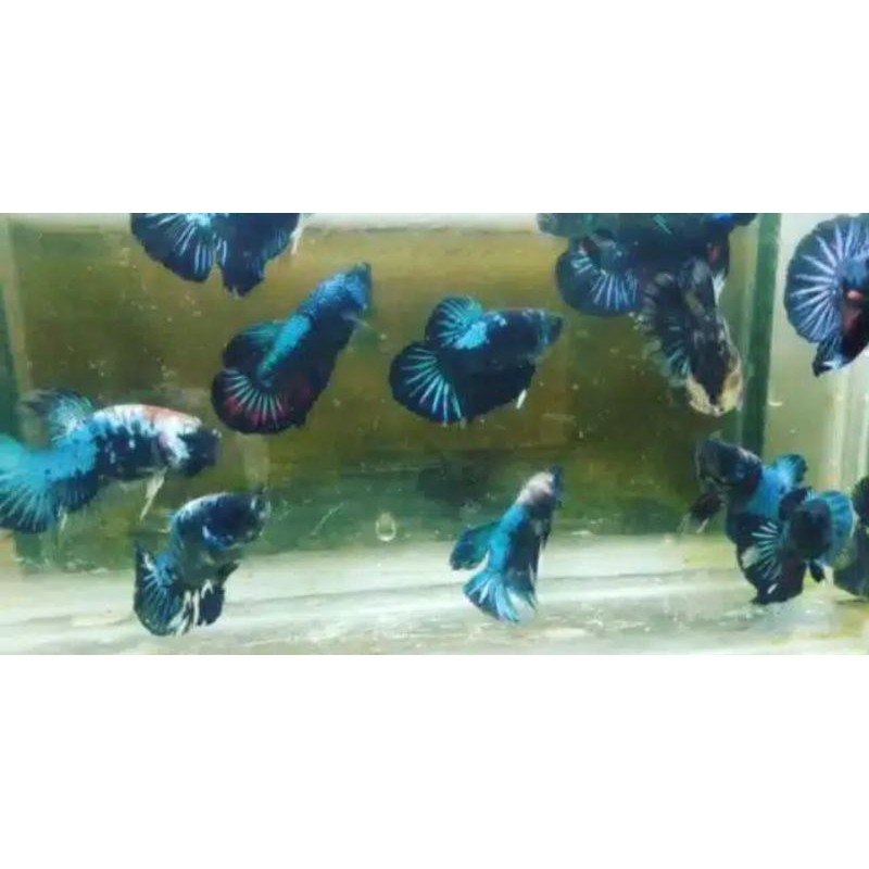 Cupang Avatar 1 Pair