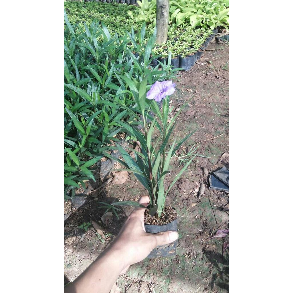 Tanaman Hias Bunga Ruellia Tegak | Tanaman Hias | Tanaman Ruellia