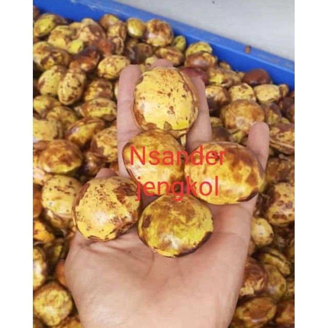 

jengkol tua segar 1kg kupas /rebus juga ada