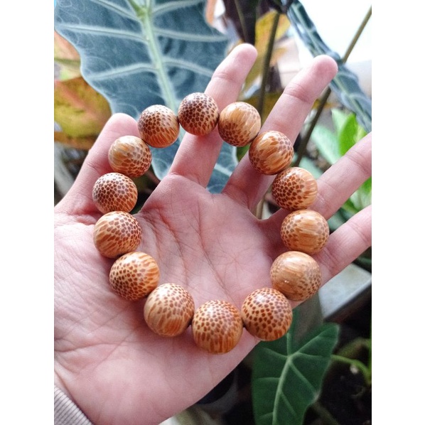 GELANG MACAN TUTUL