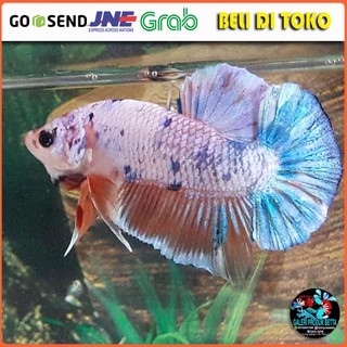 Jual Tank Su Ikan Laga