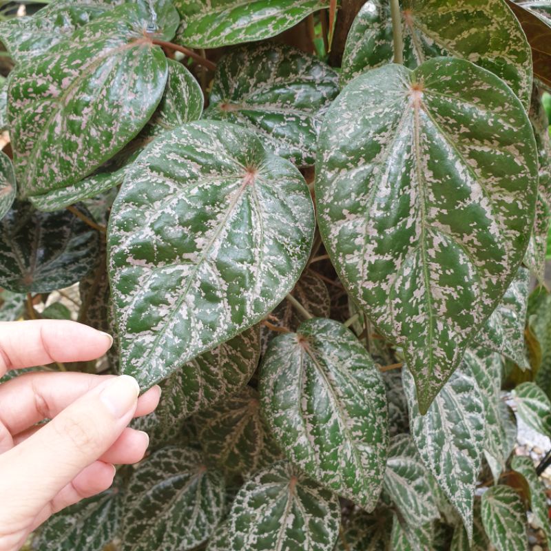 

Daun Sirih Merah Segar Tanpa Pestisida