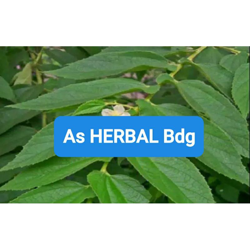 

Daun Kersen Segar 1 Kg petik langsung-az