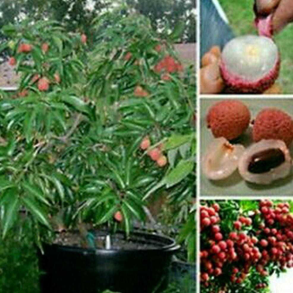 Unggul Tanaman Buah Leci Kom / Dwarf Lychee *_$