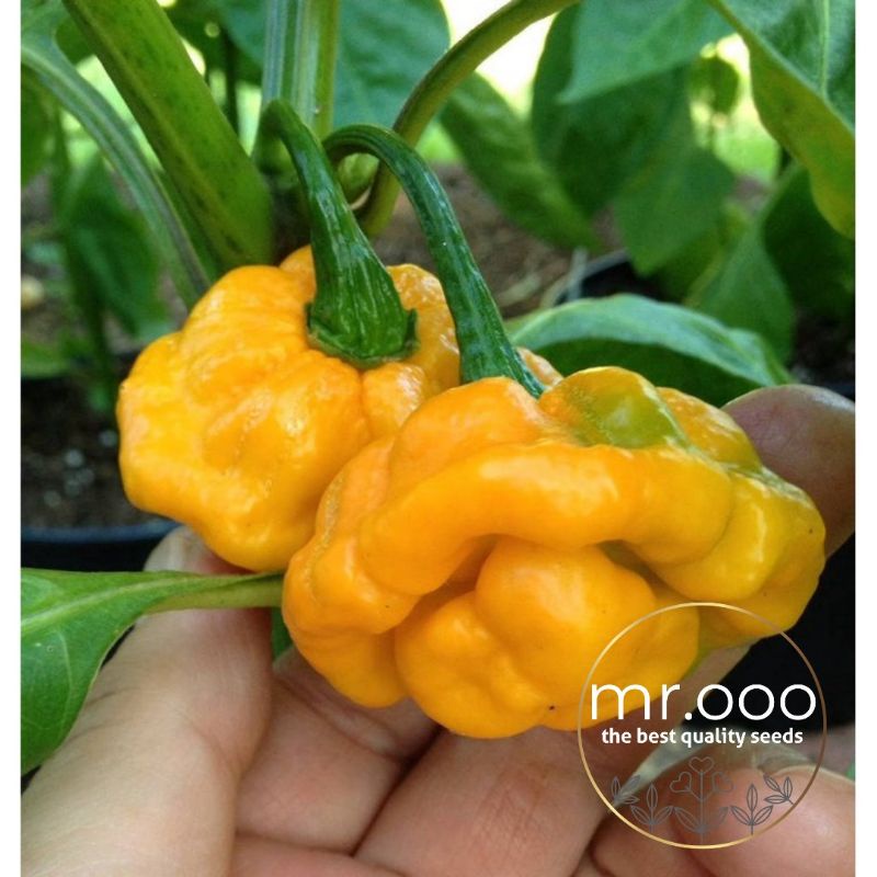 Benih Pepper - Hot/PEDAS - Yellow Scotch Bonnet -  10 Benih - Import