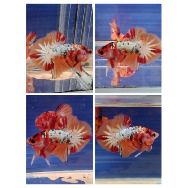 

Ikancupang/Nemocooper/Bigtail/murah