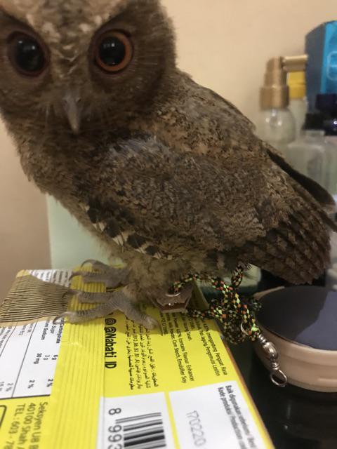 Anklet Set Celepuk Shopee Indonesia