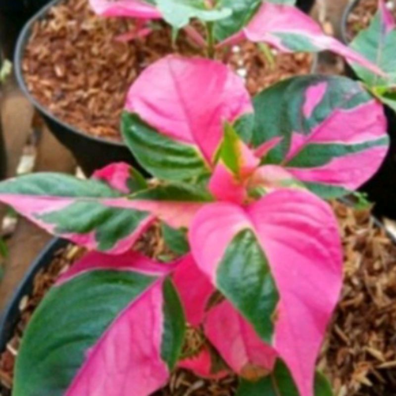 tanaman hias pohon daun pink tanaman hias pohon Devia daun pink cantik/bibit tanaman hias Devia daun