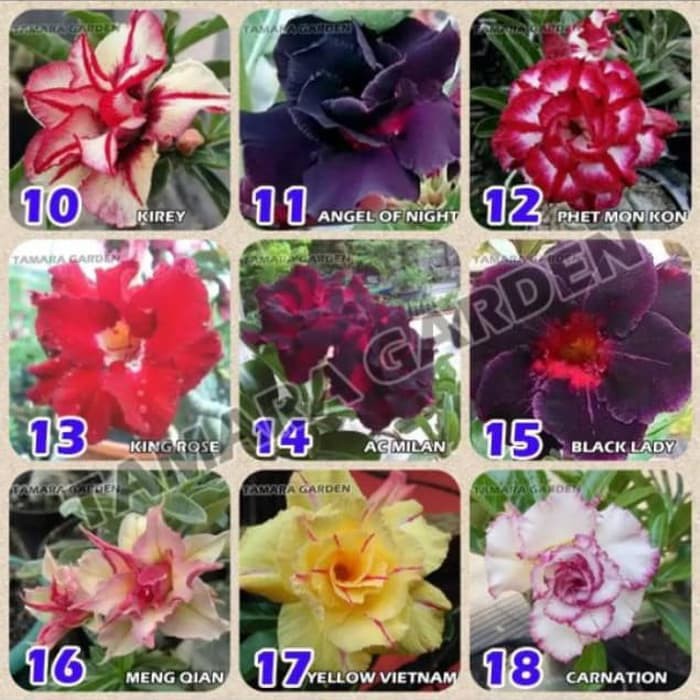 Paket 20 jenis tanaman adenium bunga - tanaman hias Kam