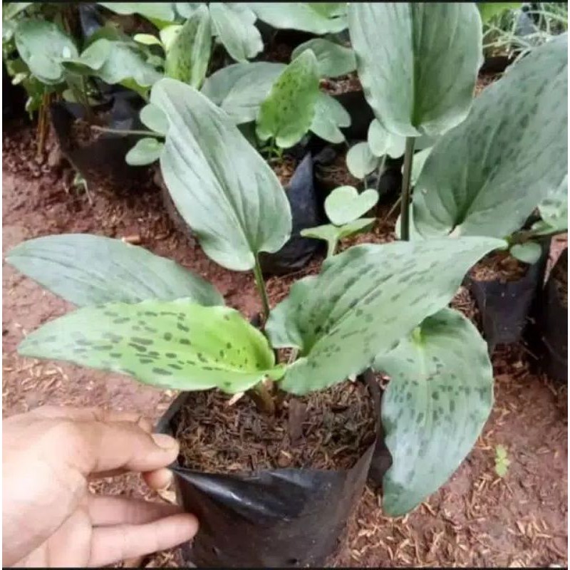 Tanaman Herbal Keladi Tikus / Keladi Tikus / Keladi Tikus Obat Kanker