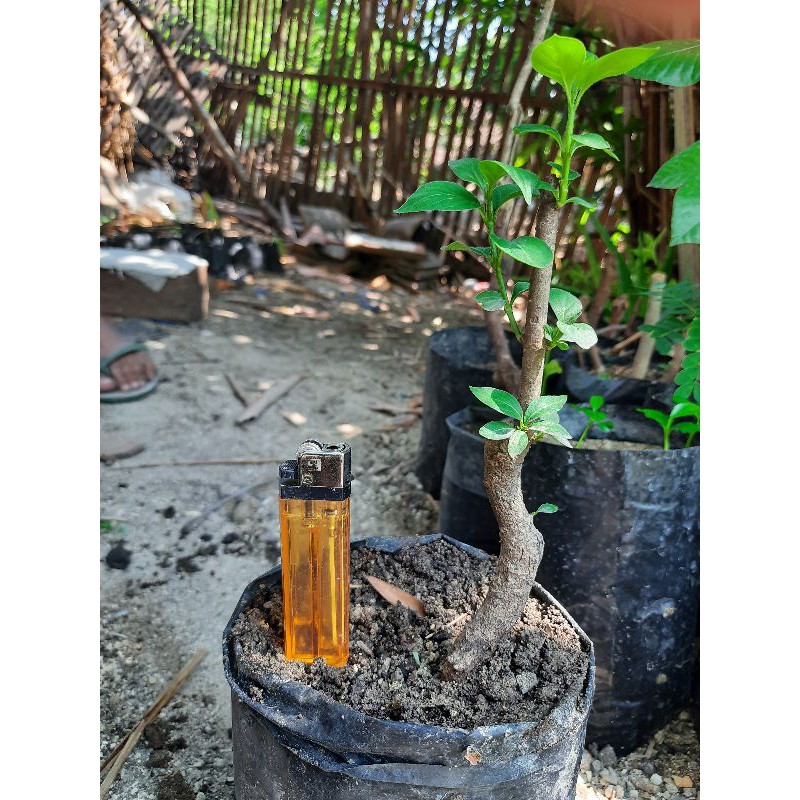 bahan bonsai gulgum, gulo gumantung leter s.
