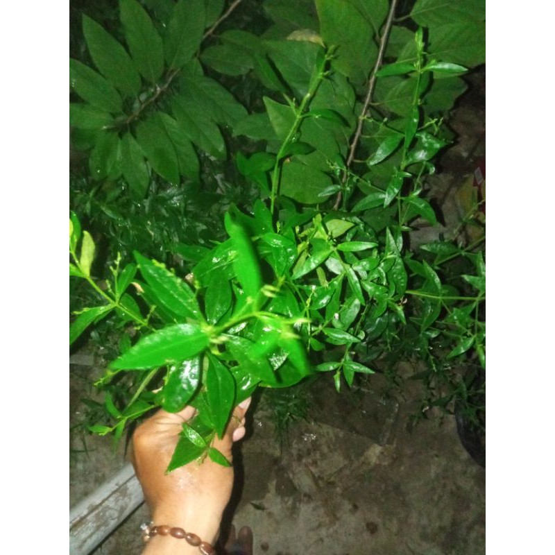 

daun sambiroto bibit sambiroto sambiloto segar 100 gram