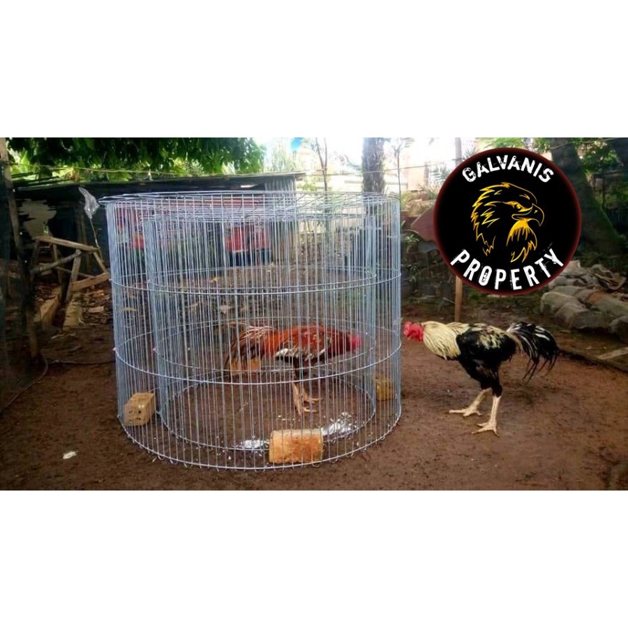 KURUNGAN KLITER AYAM MELATIH KETANGKASAN JAGO BANGKOK ADUAN DUA LAPIS / KURUNGAN TENGGARAN UMBARAN A