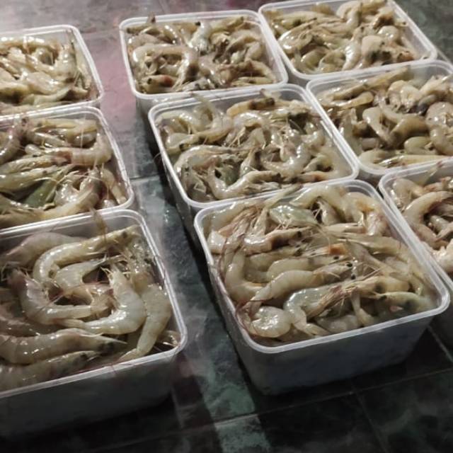 

Udang vaname