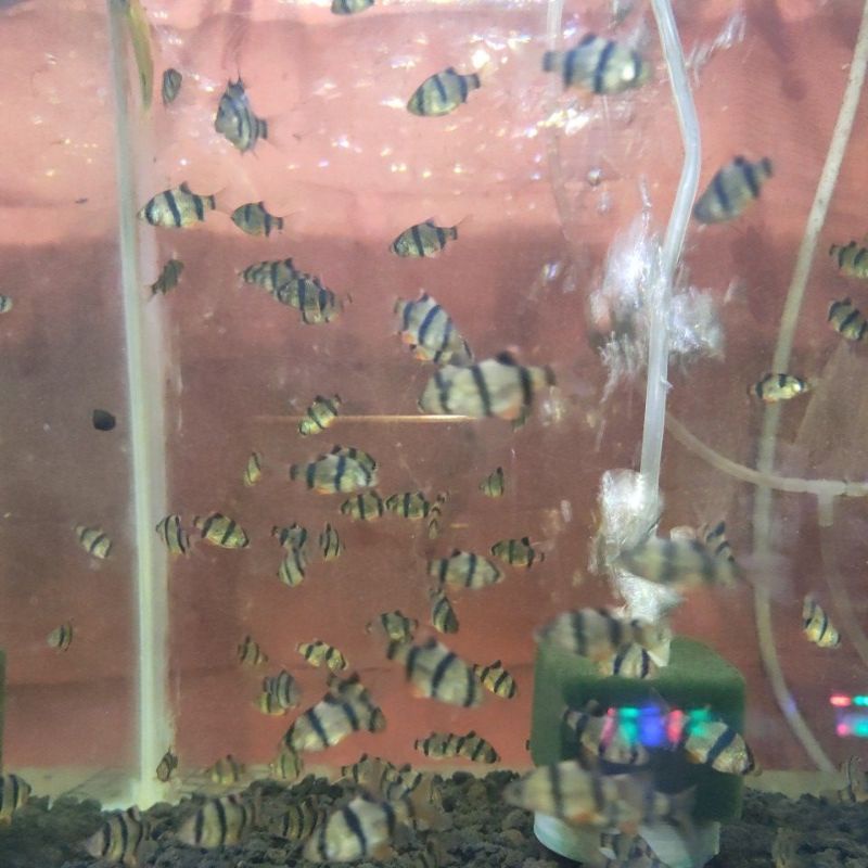 IKAN SUMATRA TAIGER BARB
