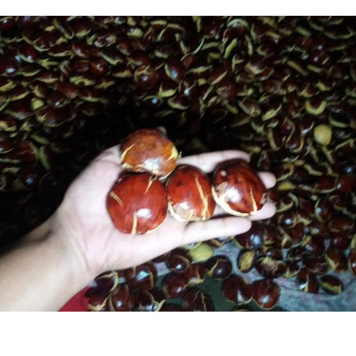 

Star JENGKOL TUA MENTAH 1000GRAM(1KG) KWALITAS SUPER RASA PULEN&LEGIT