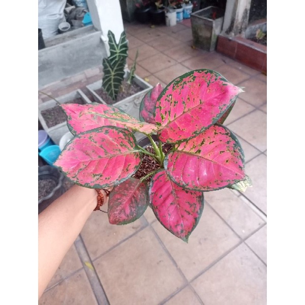 Aglonema Dut Anjamani | Aglaonema Dut Anjamani Remaja | Aglonema Lokal | Petani Aglaonema | Tanaman 