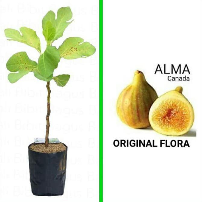 Laris Murah Pohon Tin Alma Canada Fig Buah Ara Buah Tin Varian Alma Canada Kuning *_*