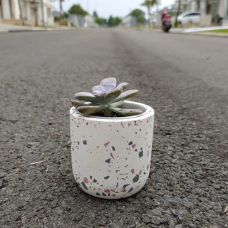  Pot  Kaktus  Terrazzo Pot  Concrete Shopee  Indonesia