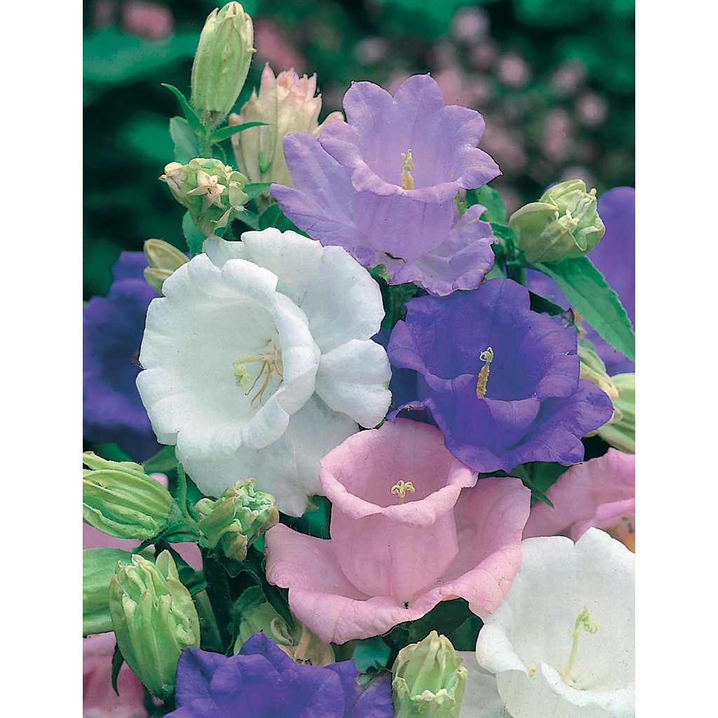 Benih Bibit Biji - Bunga Canterbury Bells Cup and Saucer Mixed Ungu Putih Pink Flower Seeds - IMPORT