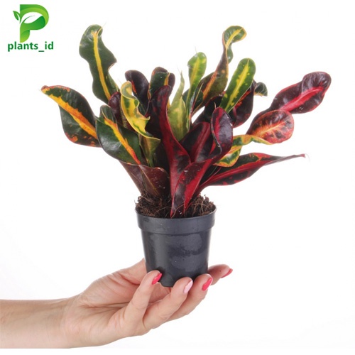 benih tanaman hias indor outdor puring croton codiaeum variegatum mammi