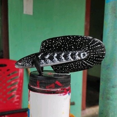 Patung untul channa asiatica 13cm