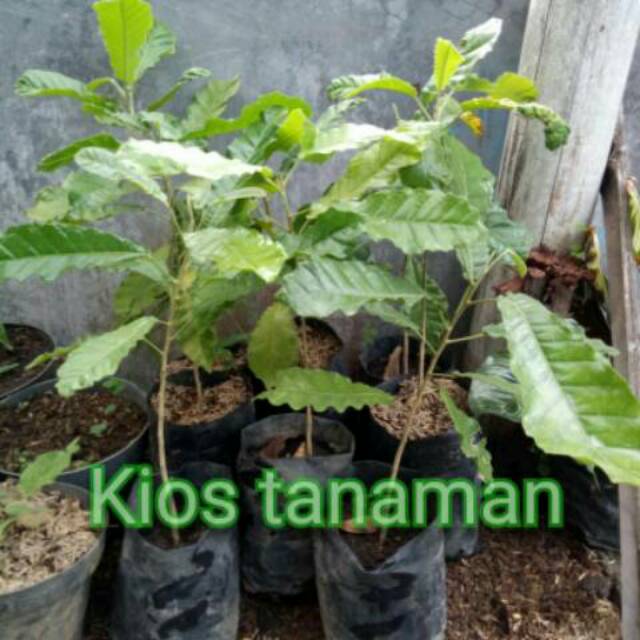 Bibit tanaman obat Sanrego