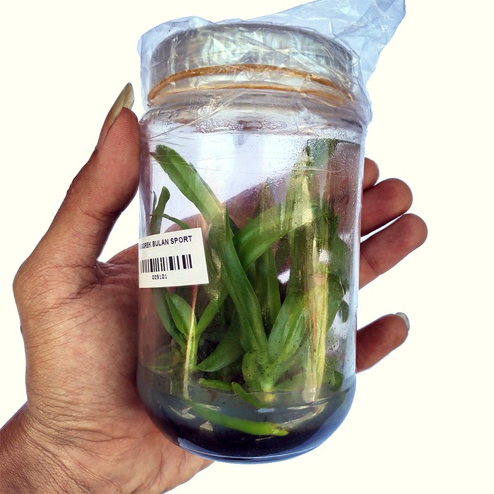 Bibit Bunga // Anggrek Bulan // Sport Botol Siap Tanam