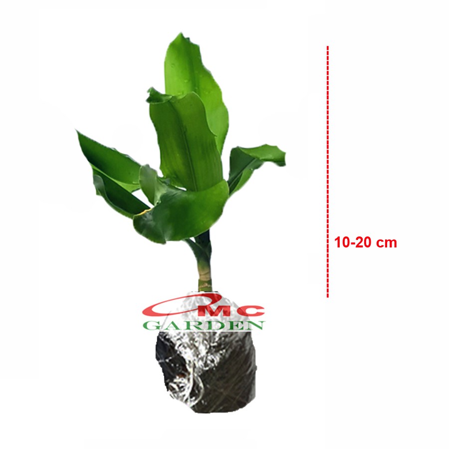 Jual Hanjuang Andong Hijau Ulir Bor Dracaena Fragrans Massangeana Corn